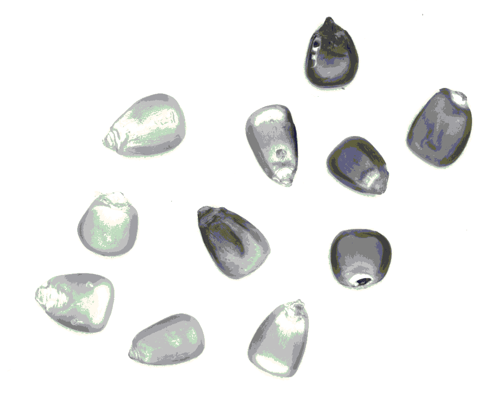 20200420101943_4093.jpg